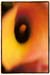 Calla Lilly