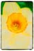 Daffodyl