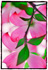 Dogwood