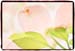 Dogwood2