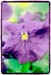 Pansy