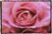Selmas Rose