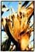 corn2
